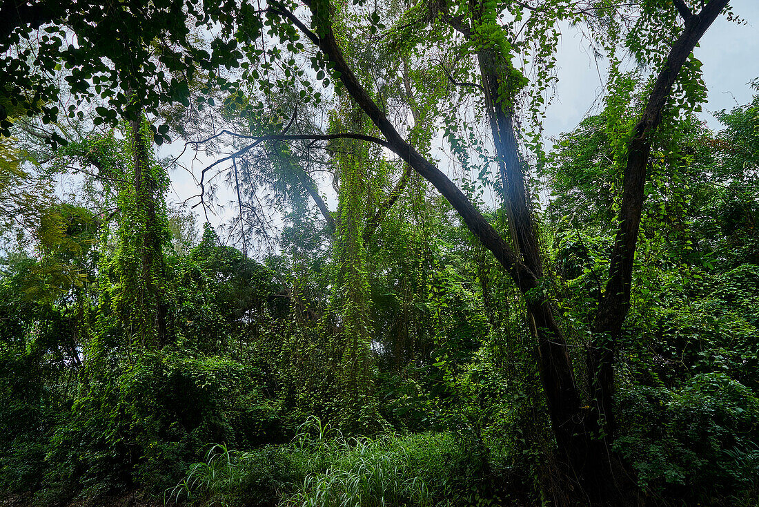 Afrika, Insel Mauritius, Indischer Ozean, Pflanzen, Wald