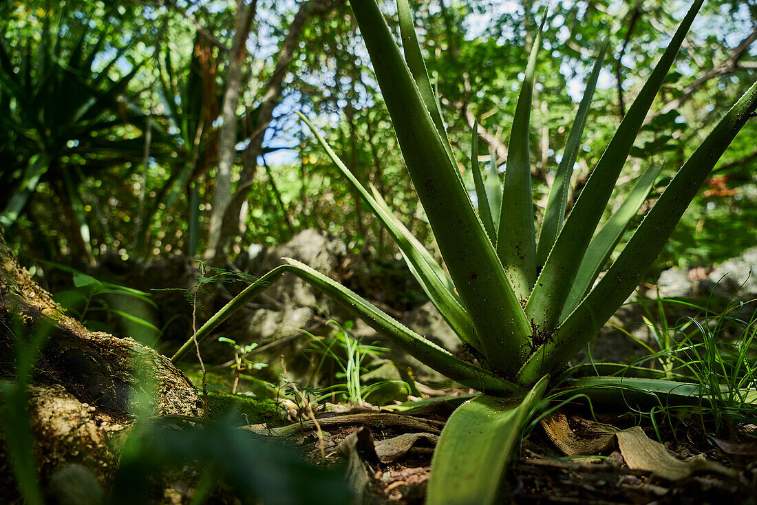  Africa, Mauritius Island, Indian Ocean, plants, 