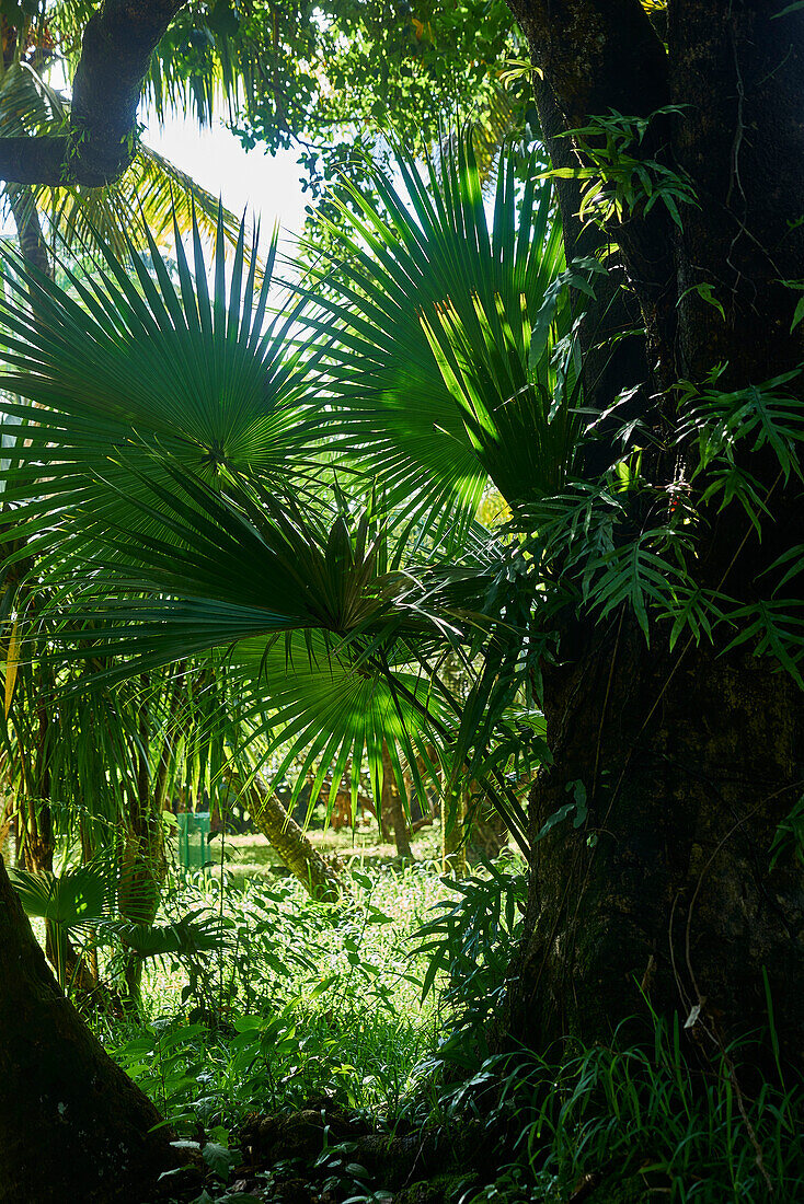 Afrika, Insel Mauritius, Indischer Ozean, Pflanzen, Fächerpalme