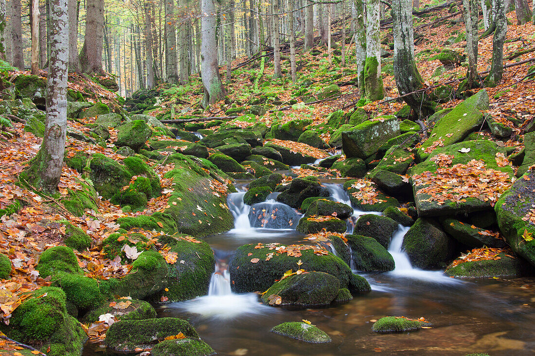  Kleine Ohe, stream in autumn, Bavarian Forest National Park, Bavaria, Germany 