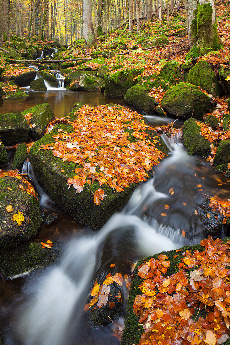 Kleine Ohe, Bachlauf im Herbst, Nationalpark Bayrischer Wald, Bayern, Deutschland