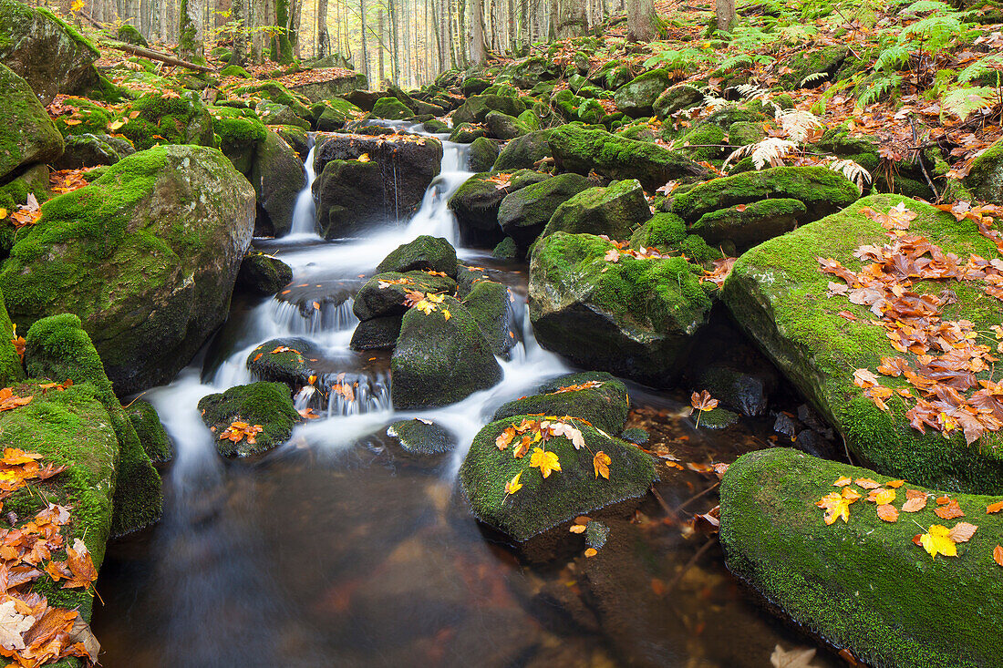  Kleine Ohe, stream in autumn, Bavarian Forest National Park, Bavaria, Germany 