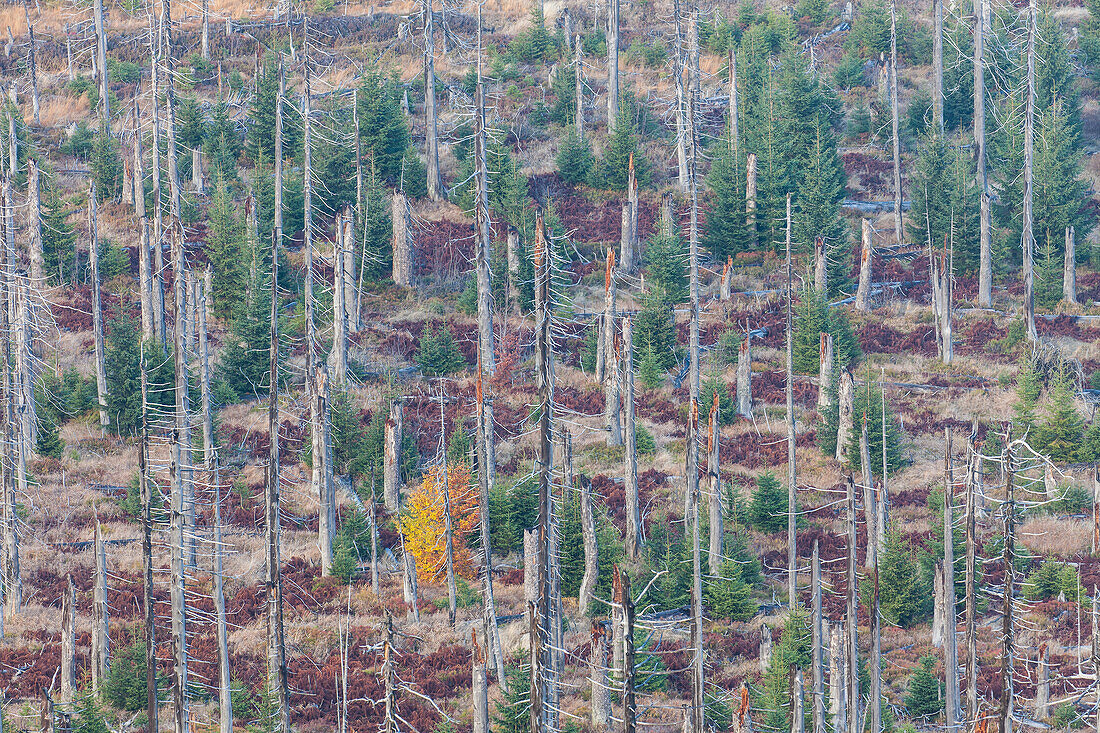  Mountain spruce forest infested by bark beetles at Lusen, Bavarian Forest National Park, Bavaria, Germany 