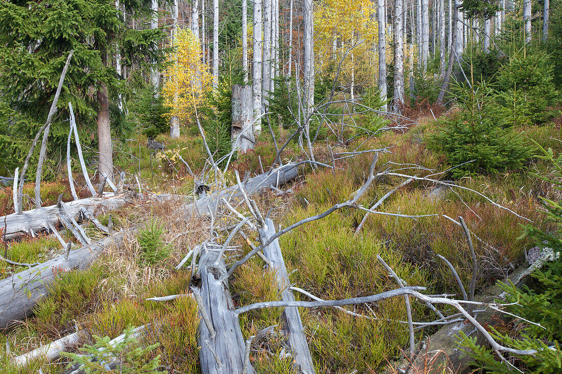  Bark beetle-infested mountain spruce forest at Rachel, Bavarian Forest National Park, Bavaria, Germany 