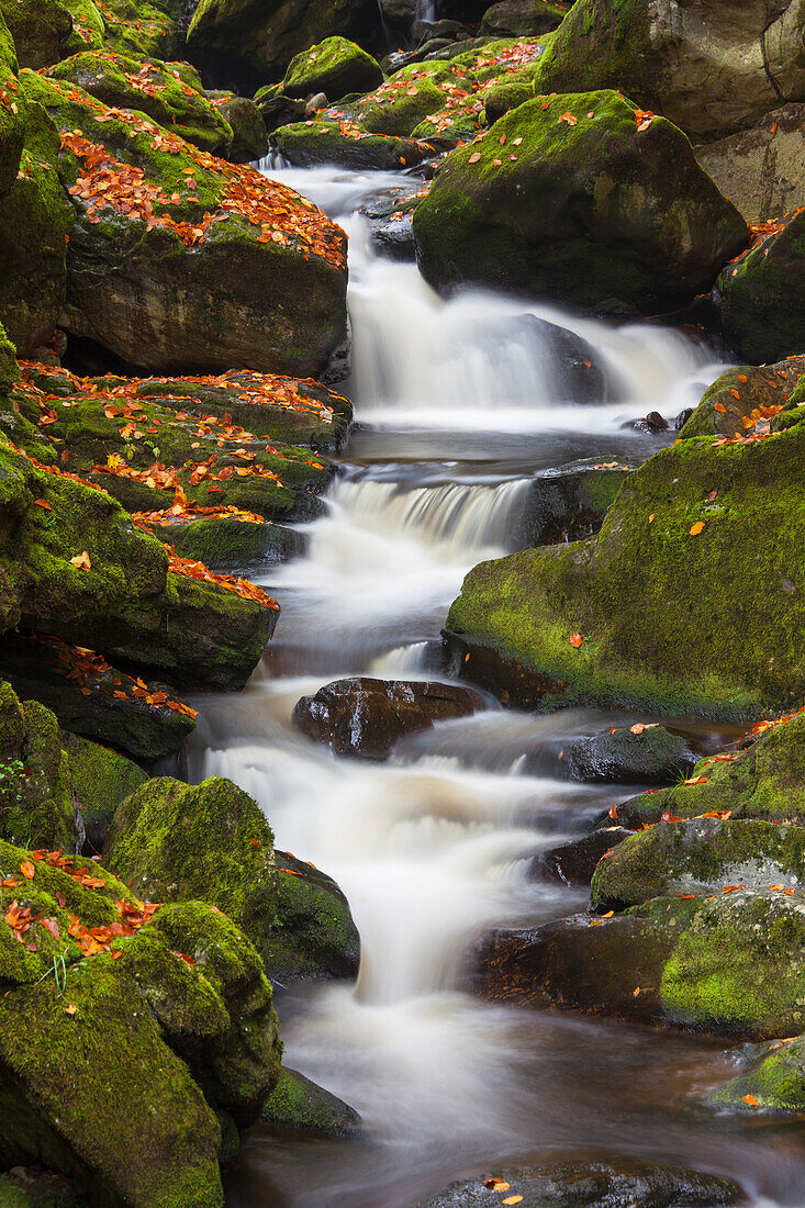  Grosse Ohe flows through the valley of the Steinklamm, Bavarian Forest, Bavaria, Germany 