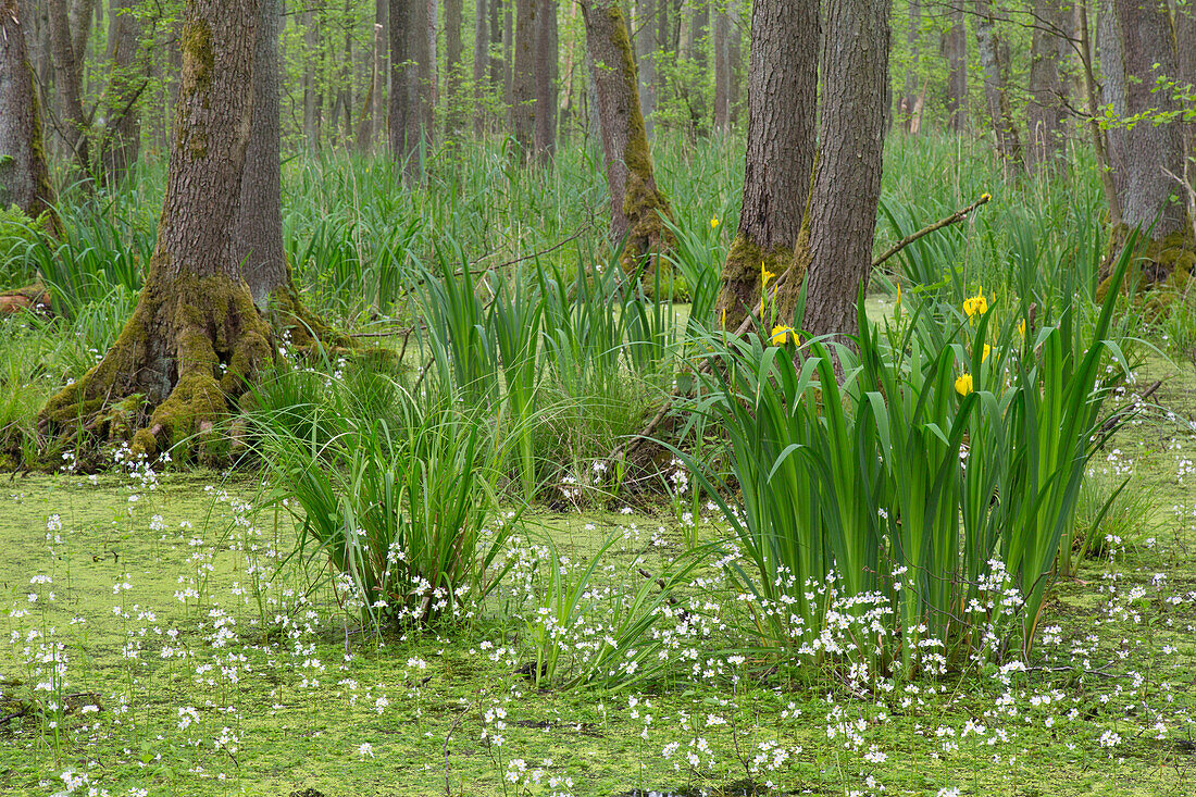 Schwarzerle, Alnus glutinosa, Gelbe Schwertlilie, Iris pseudacorus, Wasserfeder, Hottonia palustris, Erlenbruchwald, Sachsen-Anhalt, Deutschland