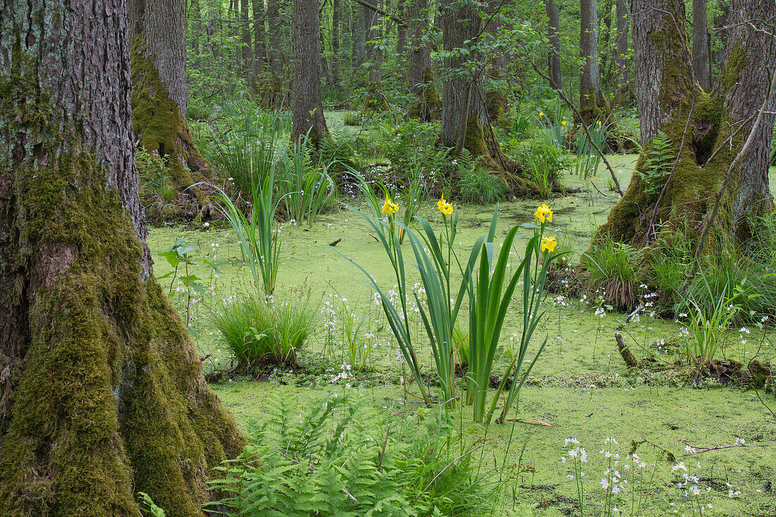 Schwarzerle, Alnus glutinosa, Gelbe Schwertlilie, Iris pseudacorus, Erlenbruchwald, Sachsen-Anhalt, Deutschland