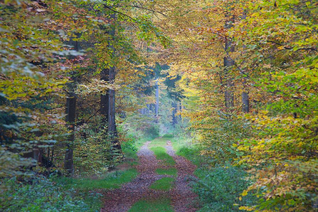  Forest path, beech forest, autumn, Schleswig-Holstein, Germany 