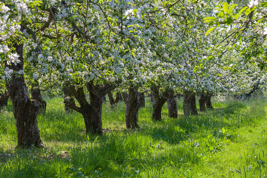 Apfel, Malus domestica, blühende Apfelbäume in einer Apfelplantage, Altes Land, Niedersachsen, Deutschland