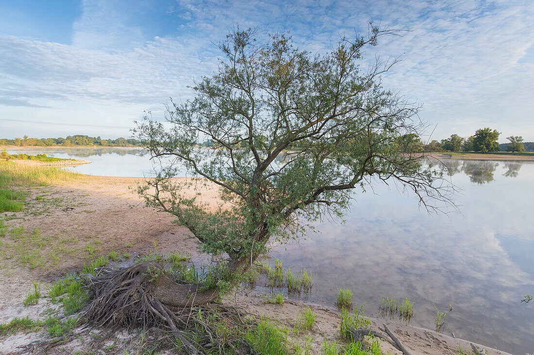  View of the Elbe, Elbe River Landscape Biosphere Reserve, Lower Saxony, Germany 