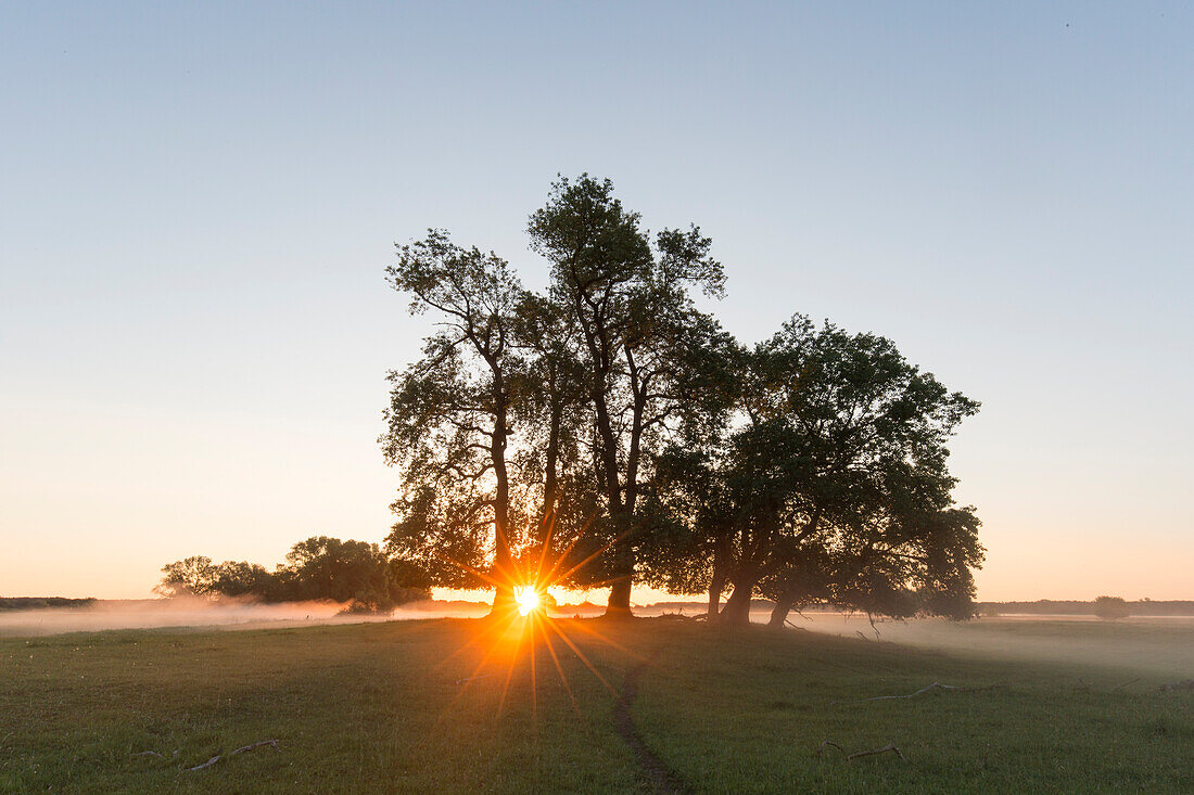  Morning mood on the Elbe, Elbe River Landscape Biosphere Reserve, Lower Saxony, Germany 