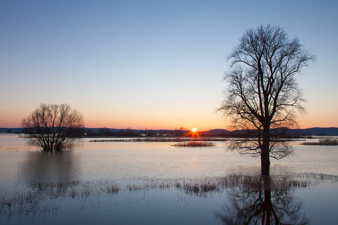  Pasture on the Elbe, Elbe River Landscape Biosphere Reserve, Lower Saxony, Germany 