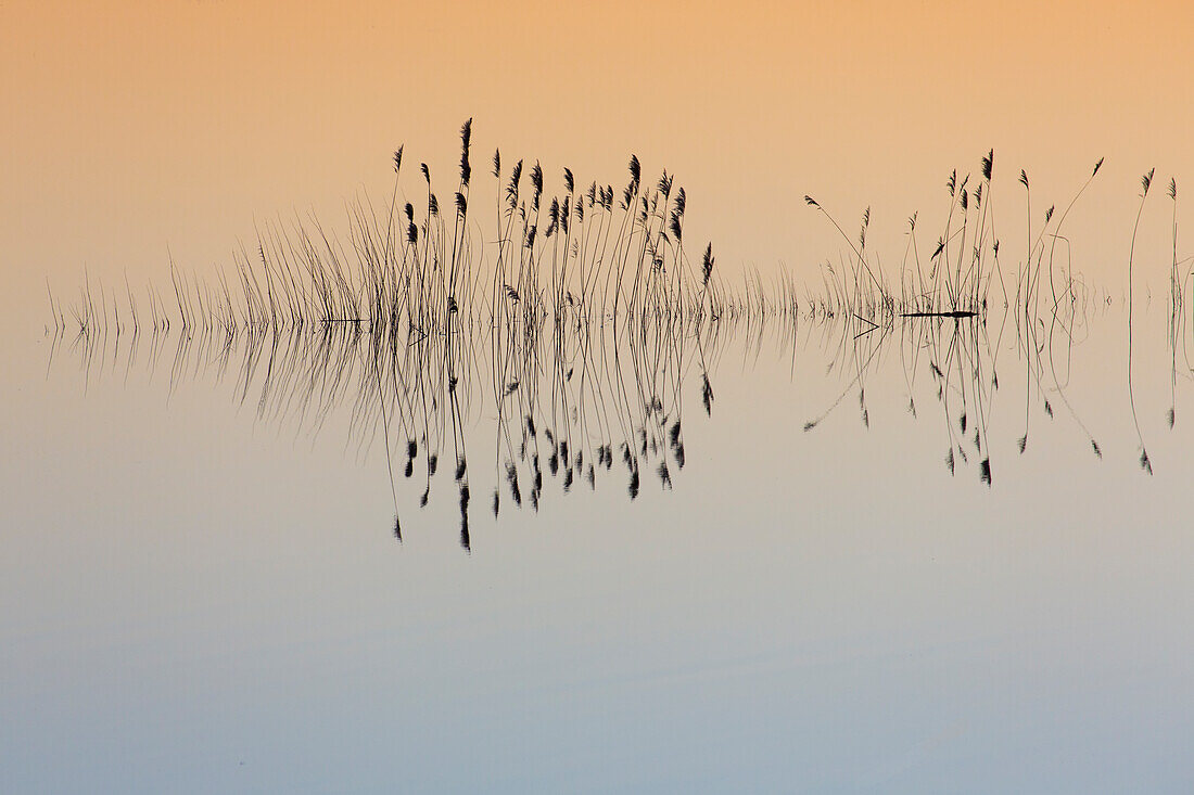  Sunset mood in the Elbe valley, flood, Elbe valley biosphere reserve, Lower Saxony, Germany 