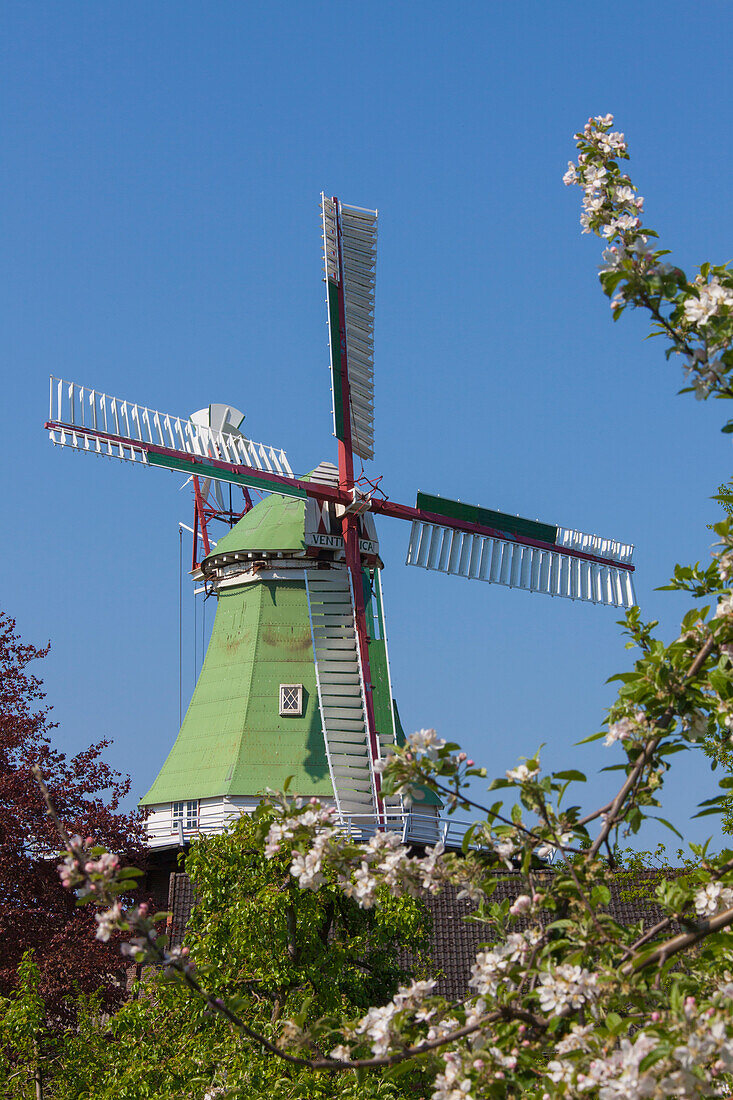 Windmühle Venti Amica, Twielenfleth, Altes Land, Niedersachsen, Deutschland