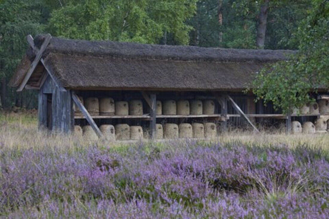  Beehives, bee fence, Lueneburg Heath, Lower Saxony, Germany 