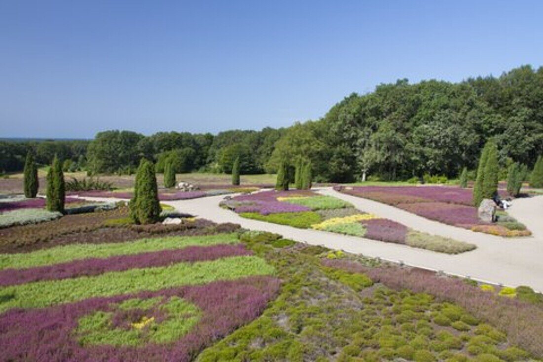 Heidegarten, bluehende Heidesorten, Schneverdingen, Lüneburger Heide, Niedersachsen, Deutschland