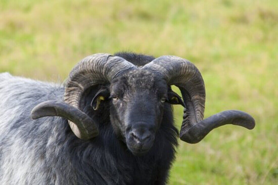  Heidschnucke, Ovis ammon f. aries, male, portrait, Lueneburg Heath, Lower Saxony, Germany 