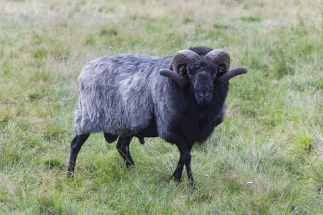  Heidschnucke, Ovis ammon f. aries, male, Lueneburg Heath, Lower Saxony, Germany 