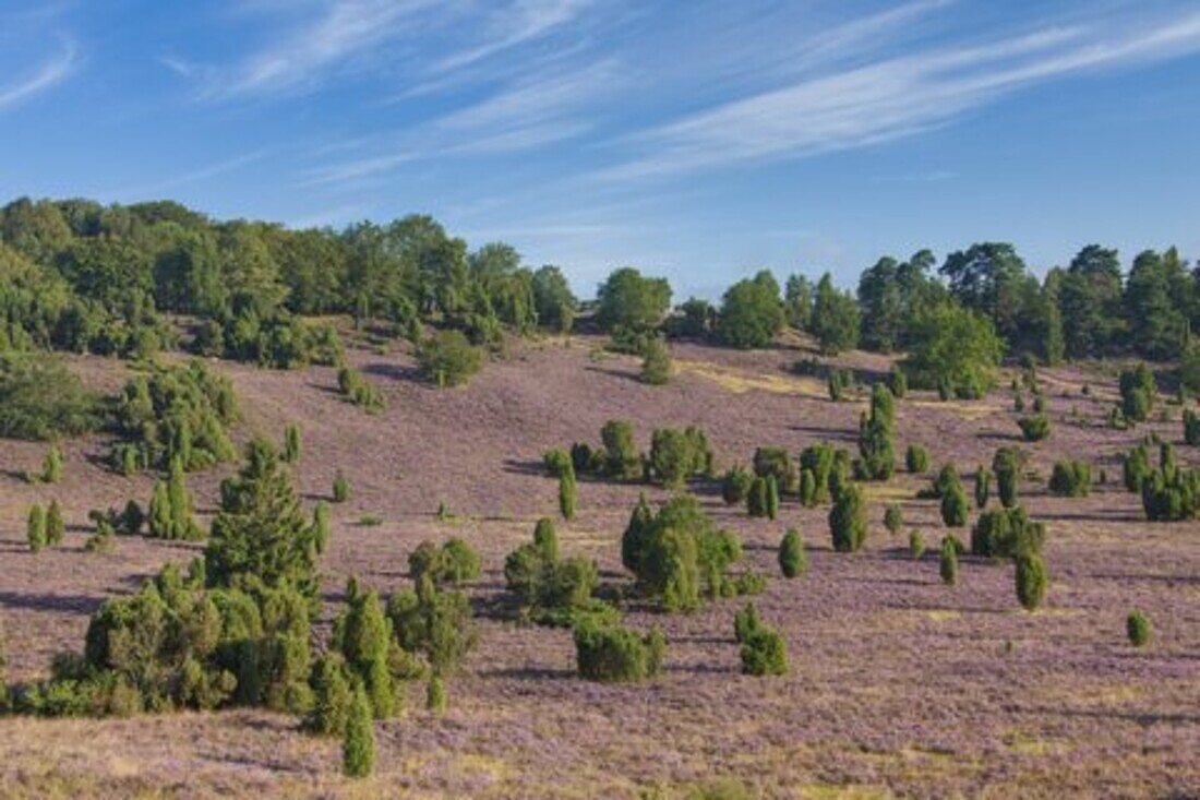  flowering heather, Calluna vulgaris, Totengrund, Lueneburg Heath, Lower Saxony, Germany 