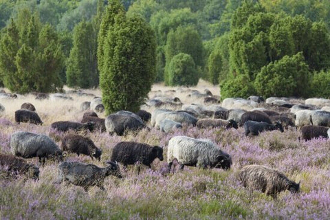  Heidschnucke, Ovis ammon f. aries, herd, portrait, Lueneburg Heath, Lower Saxony, Germany 