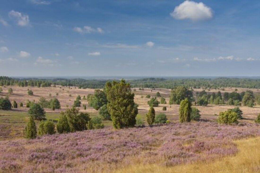  View from Wilseder Berg, blooming heather, Calluna vulgaris, Lueneburg Heath, Lower Saxony, Germany 