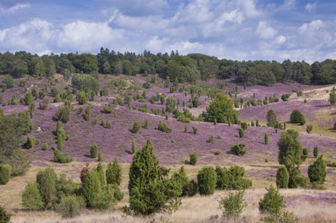  flowering heather, Calluna vulgaris, Totengrund, Lueneburg Heath, Lower Saxony, Germany 