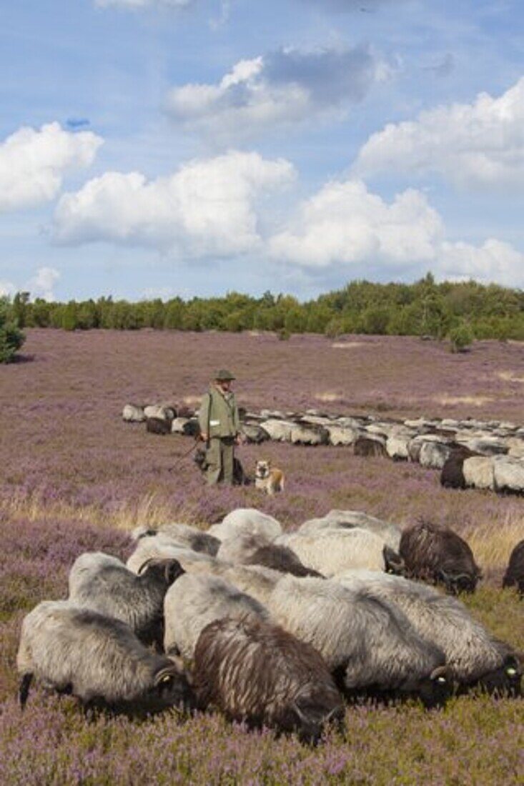  Schaefer, Heidschnucken, Lueneburg Heath, Lower Saxony, Germany 