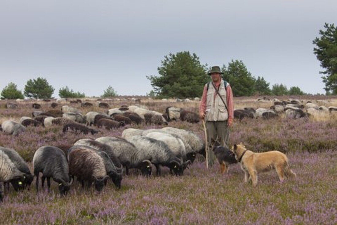 Schäfer, Heidschnucken, Lüneburger Heide, Niedersachsen, Deutschland