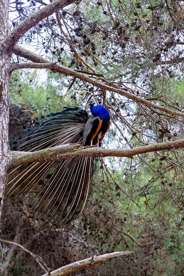 männlicher Pfau auf einem Ast im Wald des Plaka Forest bei Antimachia auf der Insel Kos in Griechenland