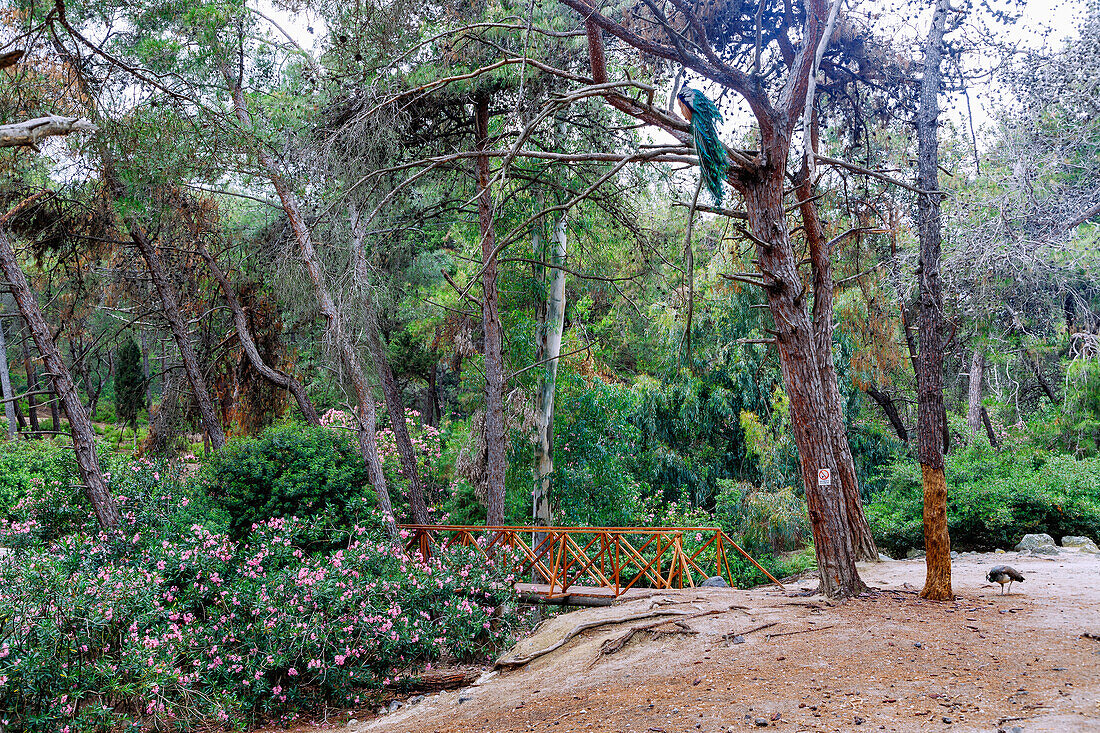 männlicher und weiblicher Pfau im Wald des Plaka Forest bei Antimachia auf der Insel Kos in Griechenland