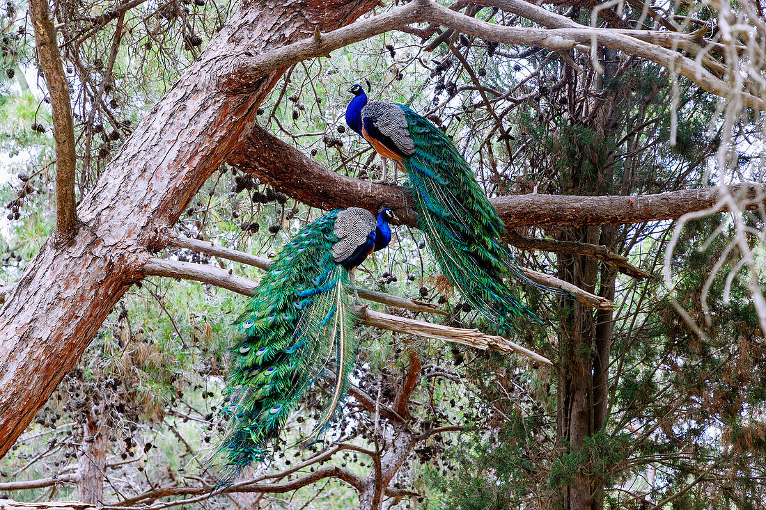  male peacocks on a tree in the Plaka Forest near Antimachia on the island of Kos in Greece 