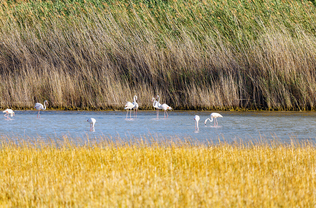  Flamingos in the Psalidi Wetland Nature Reserve on the island of Kos in Greece 