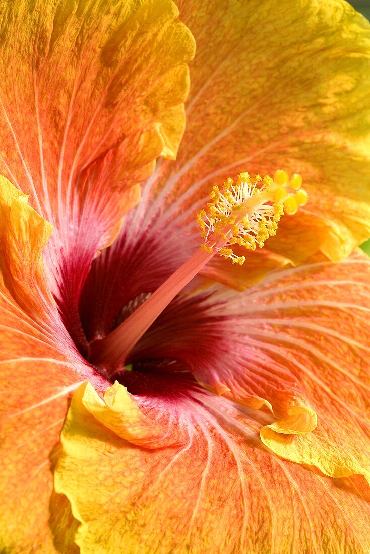 An orange hibiscus flowes