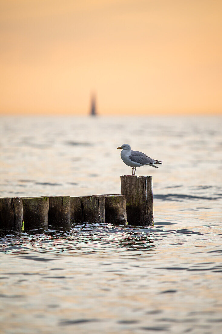  Seagull on a groyne on the Baltic Sea, Ahrenshoop, Wustrow, Baltic Sea, Fischland, Darß, Zingst, Vorpommern-Rügen district, Mecklenburg-Vorpommern, Western Pomerania region, Germany, Europe 