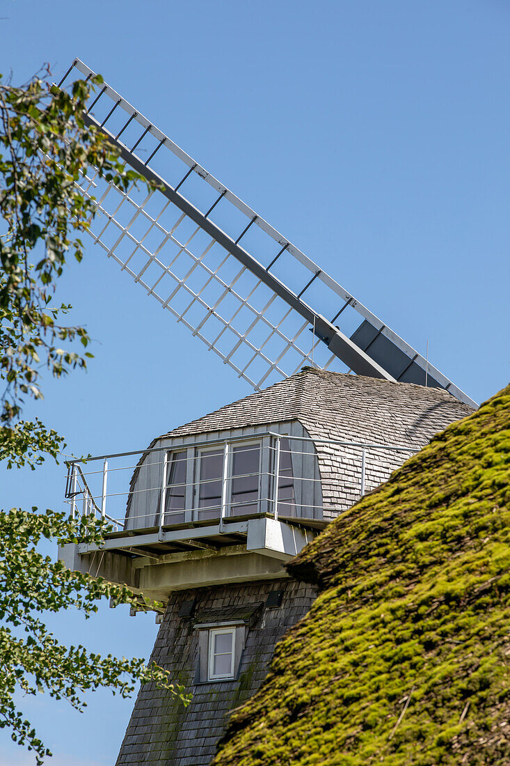 Windmühle hinter einem traditionell reetgedecktem Haus, Ahrenshoop, Ostsee, Fischland, Darß, Zingst, Mecklenburg-Vorpommern, Landesteil Vorpommern, Deutschland, Europa