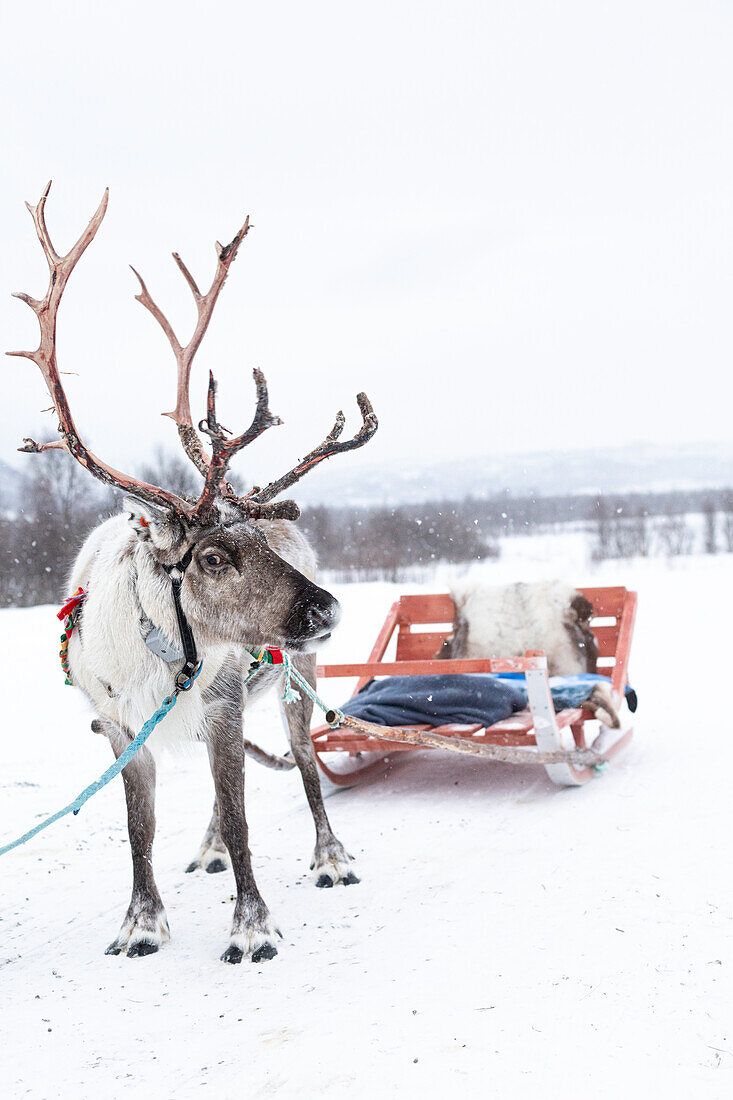  Reindeer with sleigh in snowstorm  