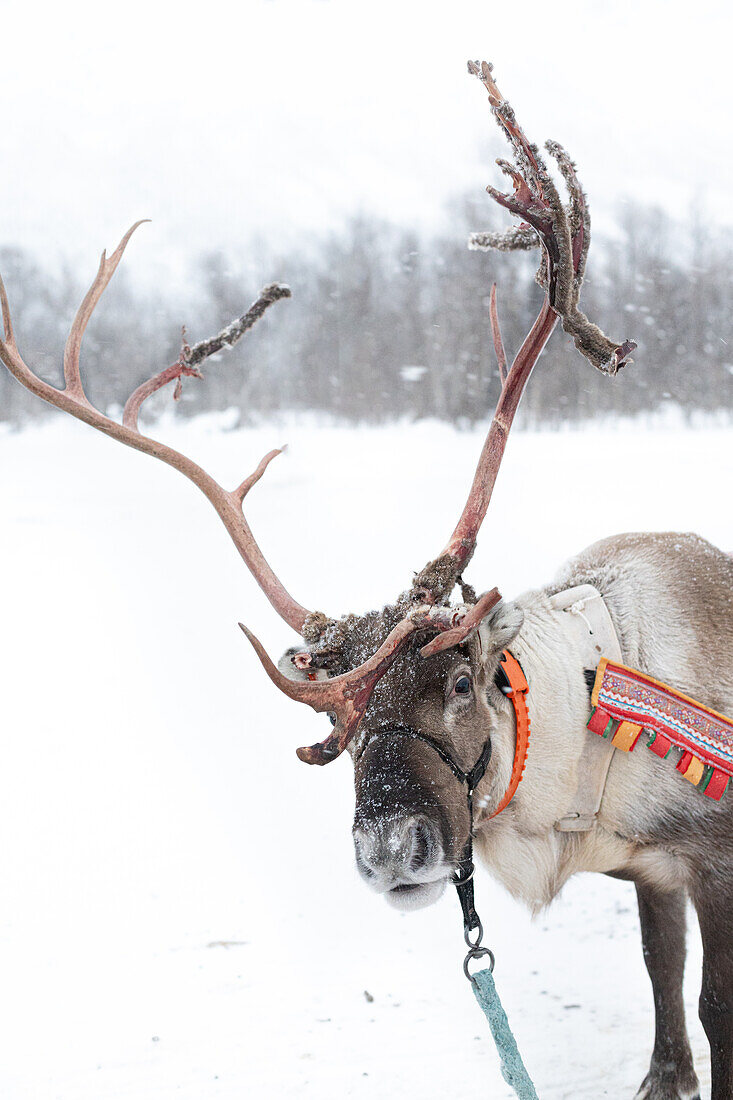  Reindeer with sleigh in the snow 