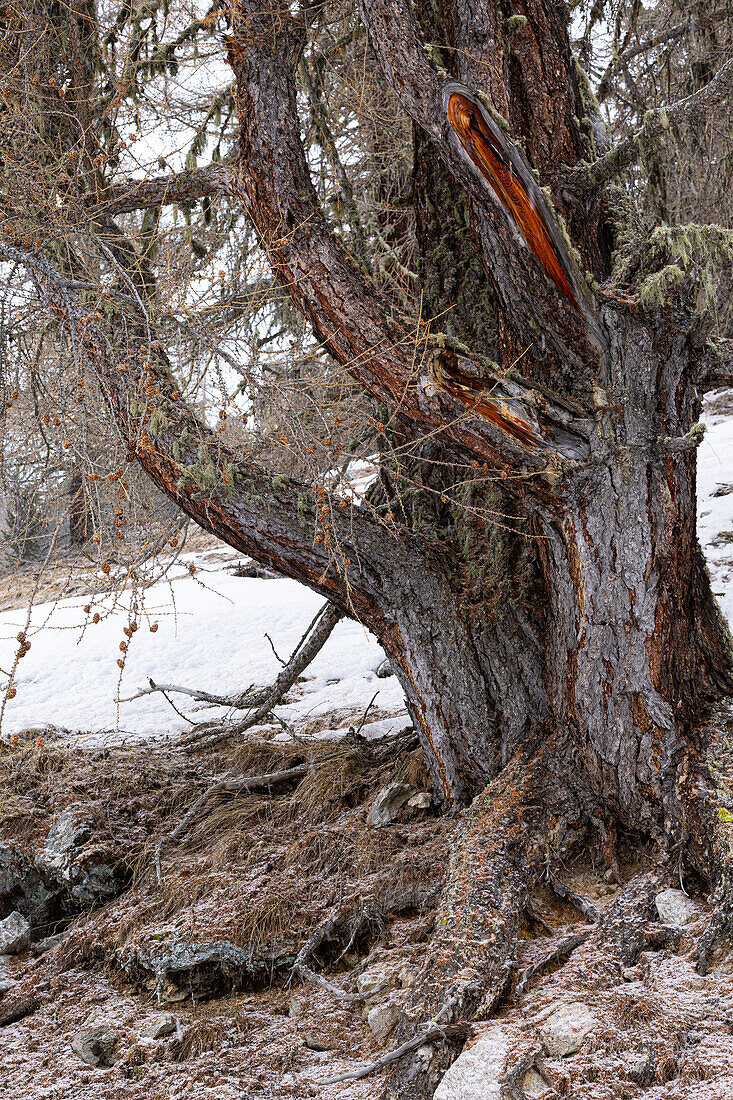  Trunk of an old larch (Larix decidua) in winter with snow 