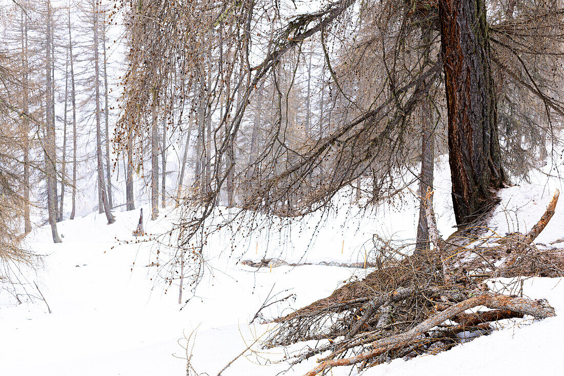  Larch in winter (Larix decidua) with snow 