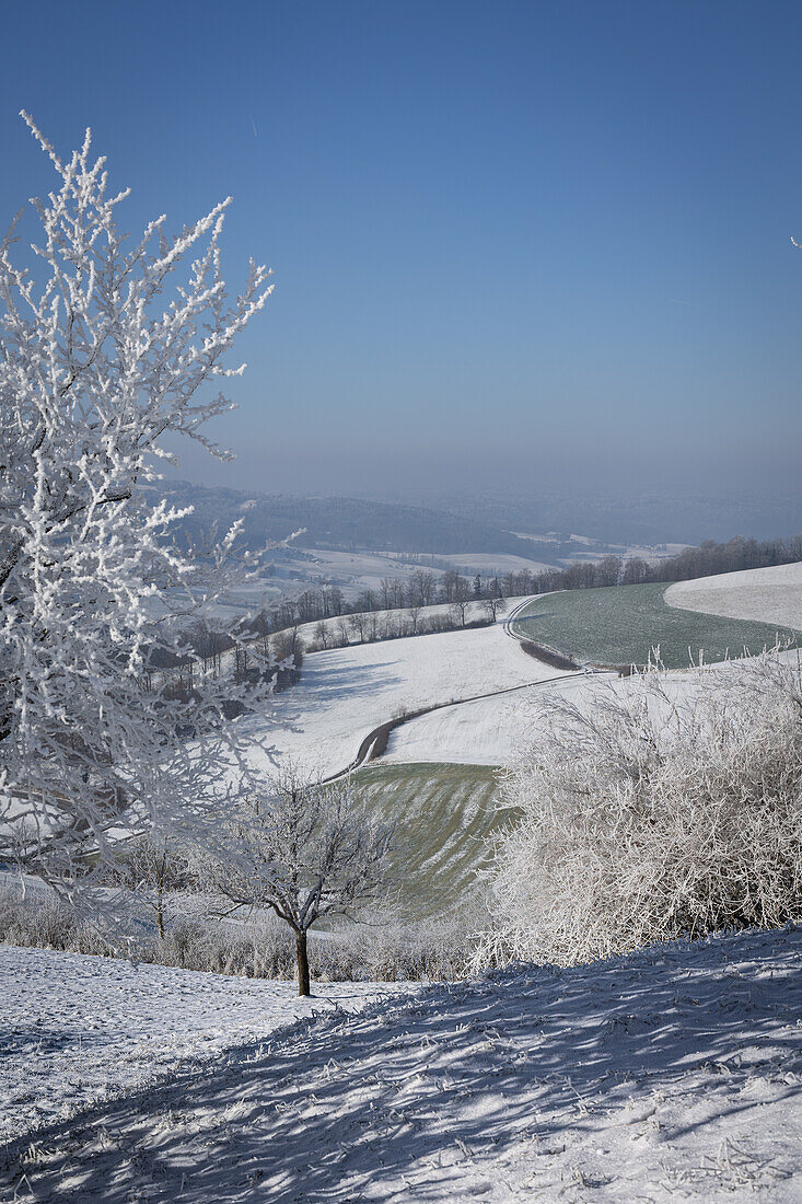  Winter landscape with snow-covered trees and fields in the Jura (Aargau, Switzerland) 