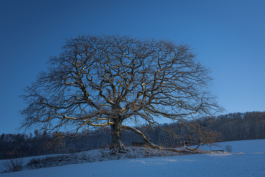  Pedunculate oak (Quercus robur) in winter. (Jura, Aargau, Switzerland). 