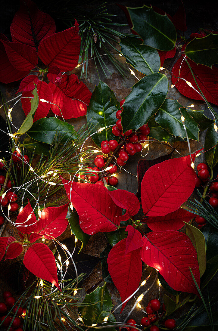 Rote Weihnachtssterne mit Stechpalme und Lichterkette 