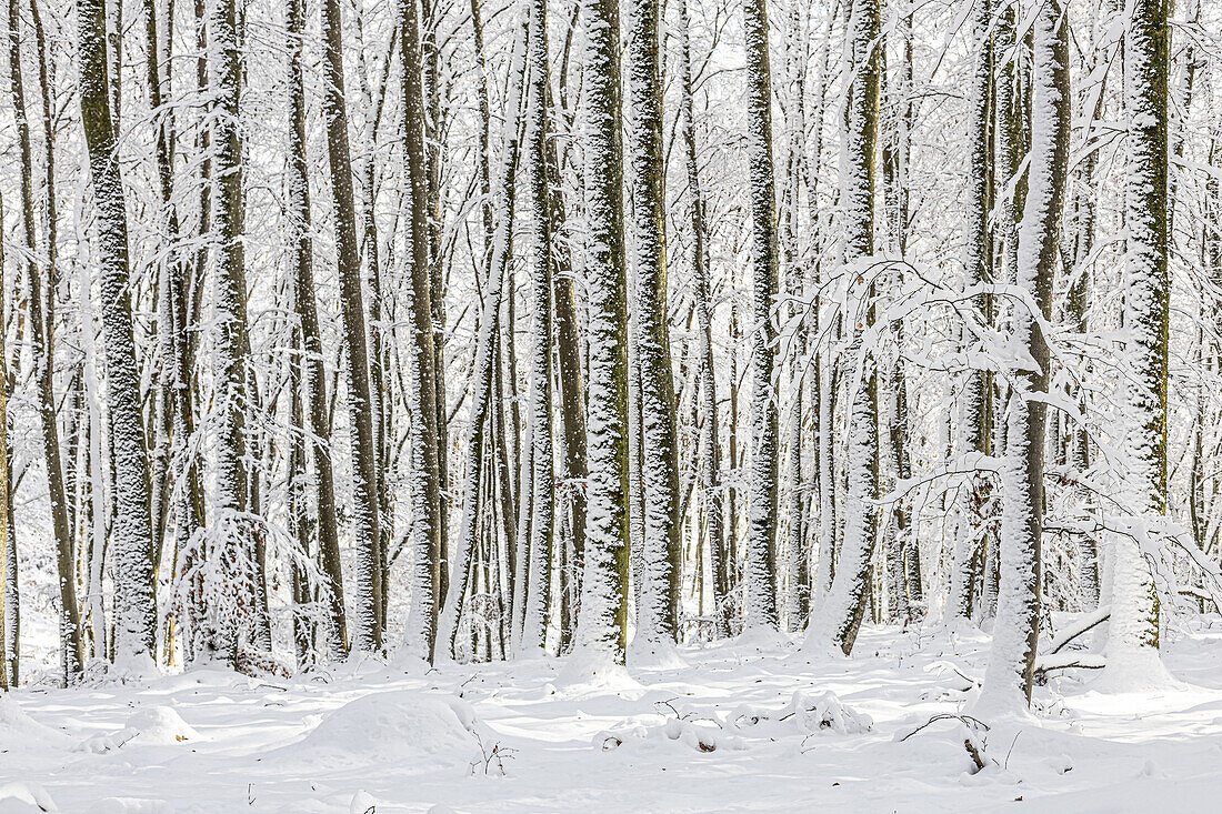  Winter forest, snow-covered tree trunks. (Jura, Aargau, Switzerland). 