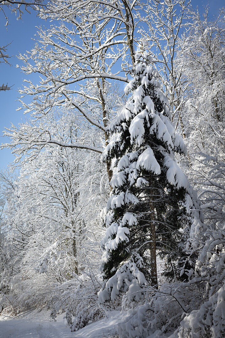 Winterwald mit verschneiten Laubbäumen und Rottanne. (Jura, Aargau, Schweiz).