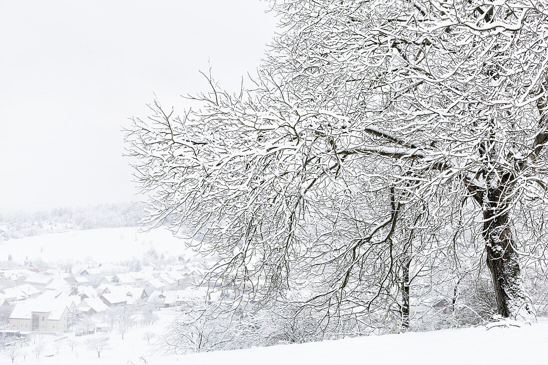  Snow-covered cherry trees in winter. (Jura, Aargau, Switzerland). 