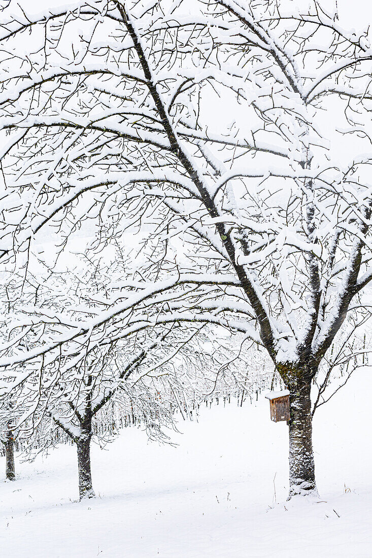  Snow-covered cherry trees in winter. (Jura, Aargau, Switzerland). 