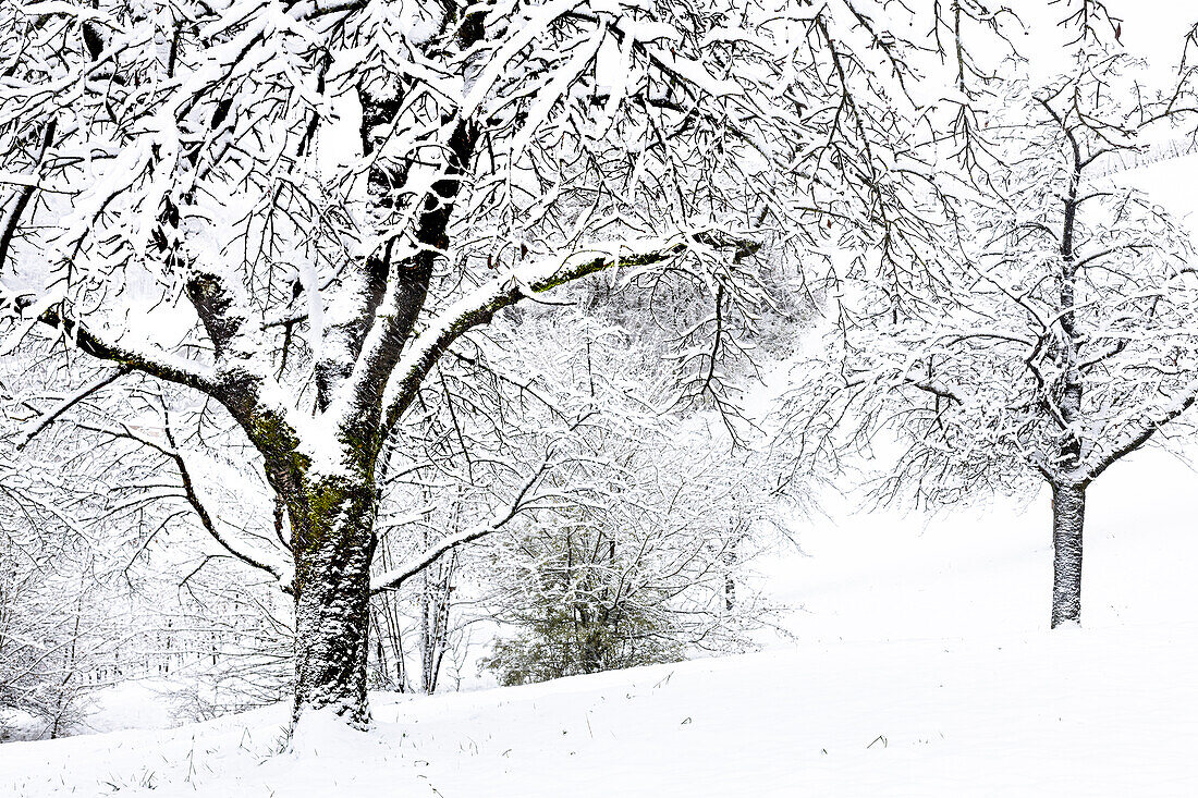 Verschneite Kirschbäume im Winter. (Jura, Aargau, Schweiz).