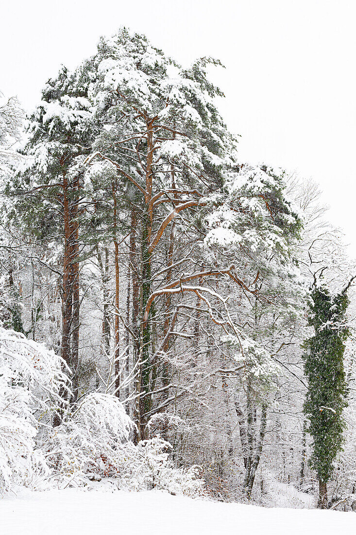  Scots pine (Pinus sylvestris) in winter. (Jura, Aargau, Switzerland). 