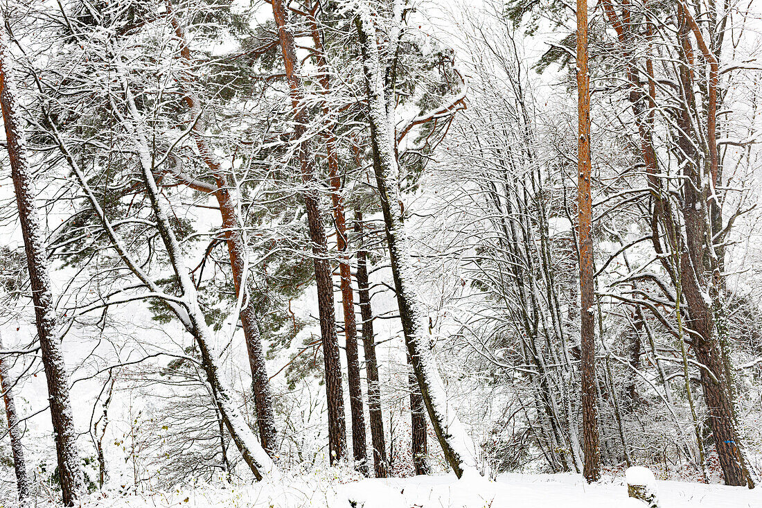 Wald-Föhre (Pinus sylvestris) im Winter. (Jura, Aargau, Schweiz).