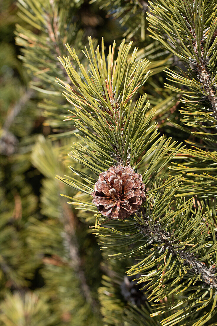 Zweig der Berg-Föhre mit Zapfen (Pinus mugo)